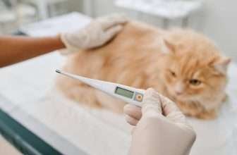 Come misurare la febbre al gatto