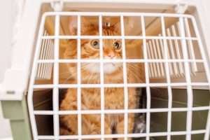 Inserimento del gatto in casa