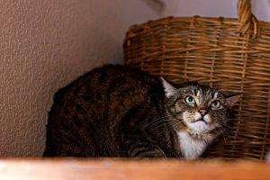 Quando si inserisce un gatto spaventato in casa