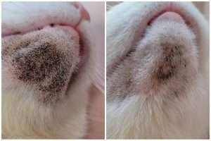 Acne nel gatto
