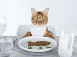 Alimentazione del gatto