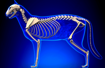 Anatomia del gatto