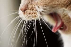 Cause del vomito nel gatto