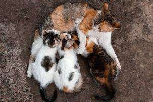 Gestazione e parto del gatto