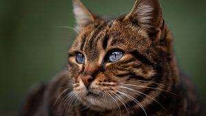 Il cervello del gatto