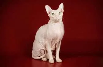 Il gatto Sphynx