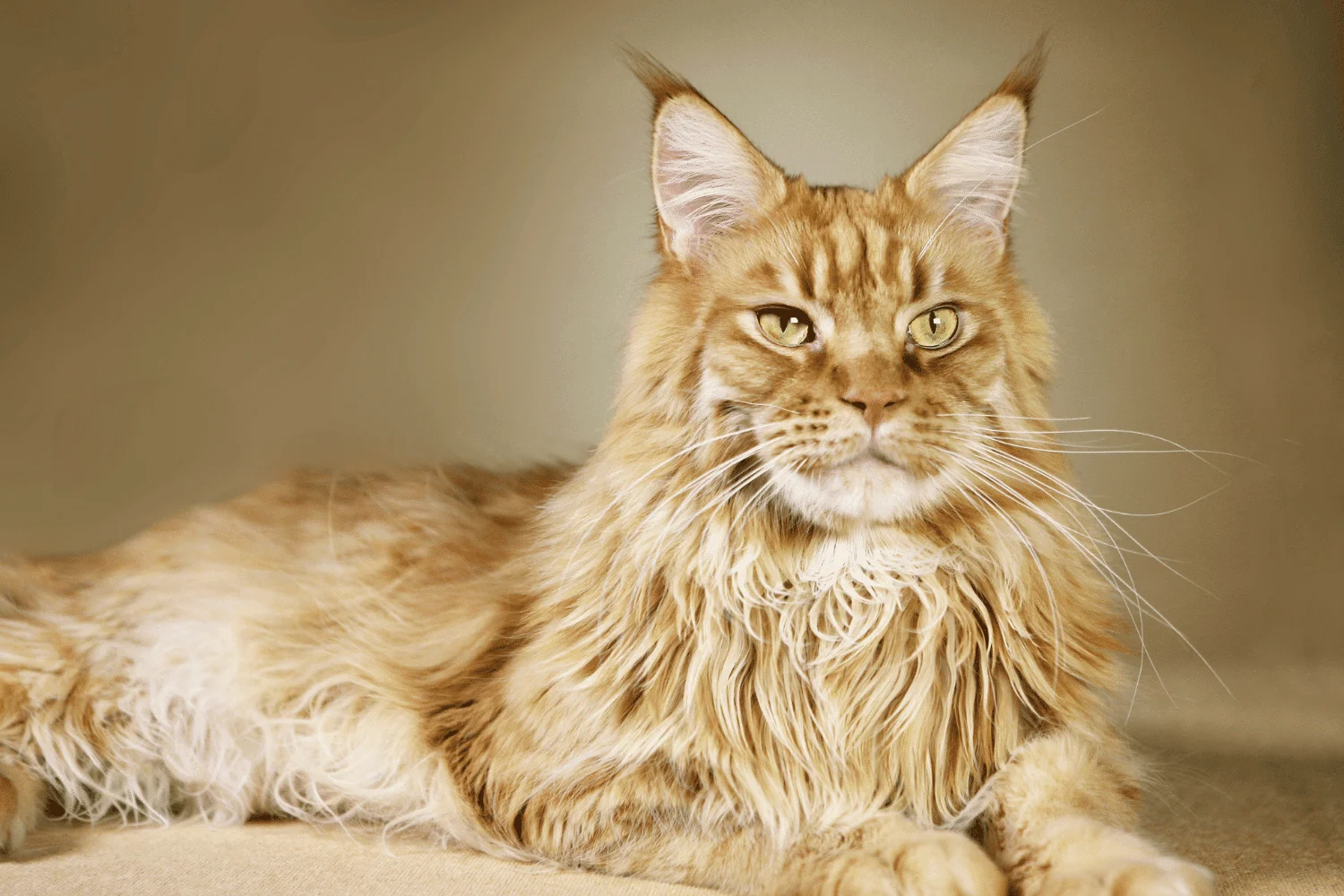 Il gatto di razza Maine Coon 1 Il gatto di razza Maine Coon