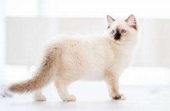 Il gatto di razza Ragdoll
