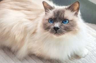 Il gatto di razza Sacro Di Birmania