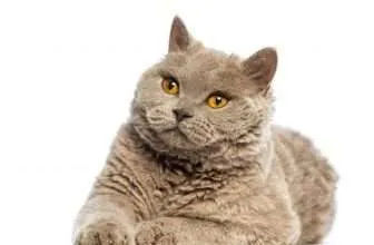 Il gatto di razza Selkirk Rex