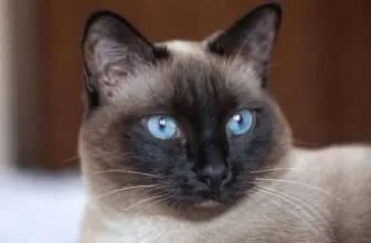 Il gatto di razza Siamese