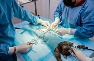 La sterilizzazione del gatto