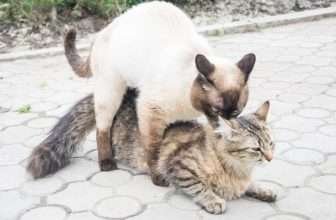 Maturità sessuale nel gatto