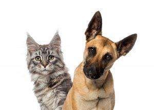 Pet Shops