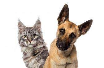 Pet Shops