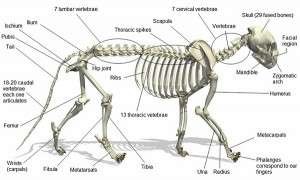 cat skeletonS