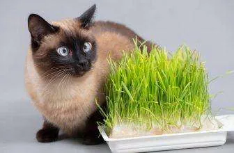 I gatti e l’erba gatta