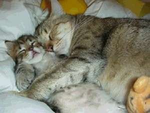 sfondo con gatto31