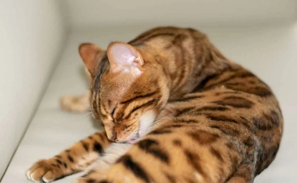 Perche i gatti si leccano il pelo