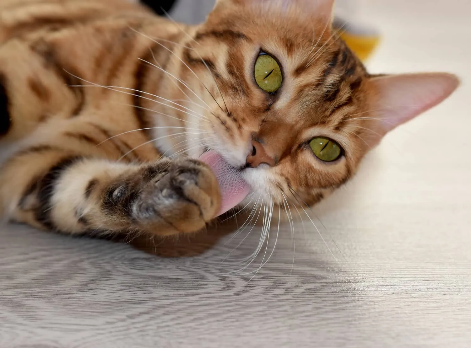 Perche i gatti si leccano