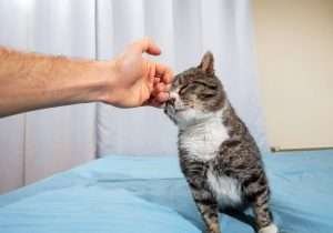 Quando il gatto vuole le coccole?