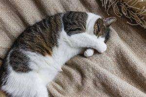 Gatto con la zampa sul muso
